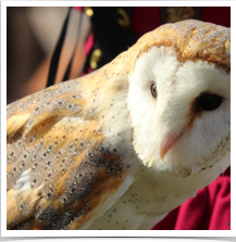 Barn Owl - Listening